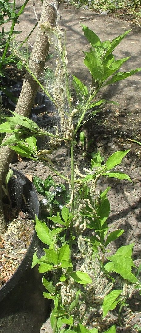 Caterpillars2.JPG